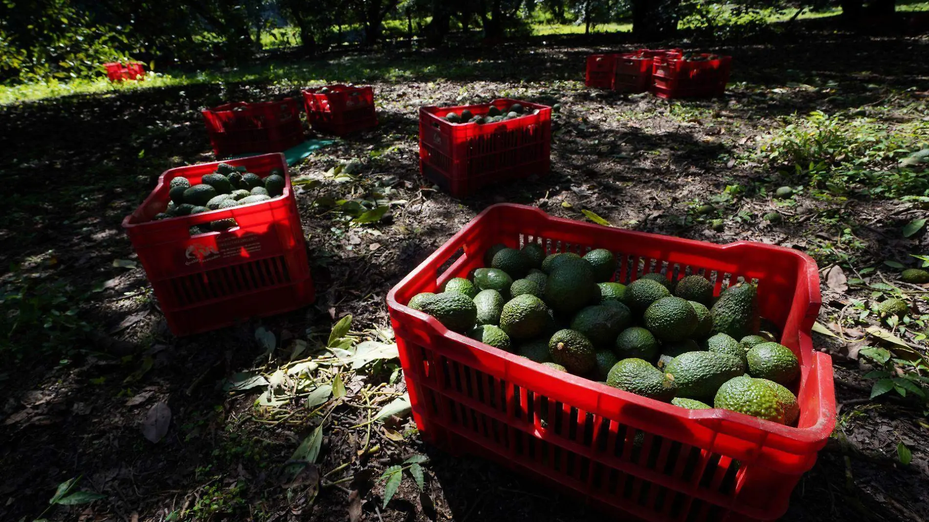 aguacates CUARTOSCURO